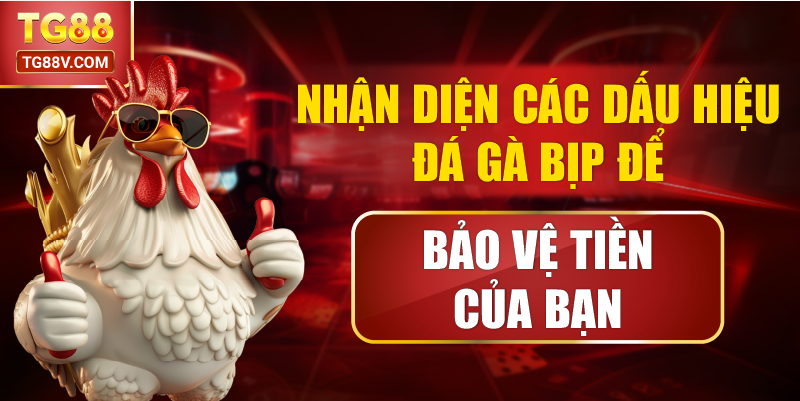 Nhận Diện Các Dấu Hiệu Đá Gà Bịp Để Bảo Vệ Tiền Của Bạn