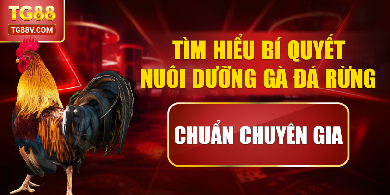 Tìm Hiểu Bí Quyết Nuôi Dưỡng Gà Đá Rừng Chuẩn Chuyên Gia